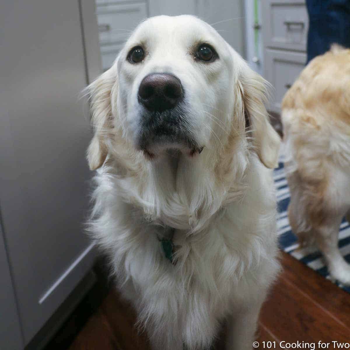 Molly in the kitchen