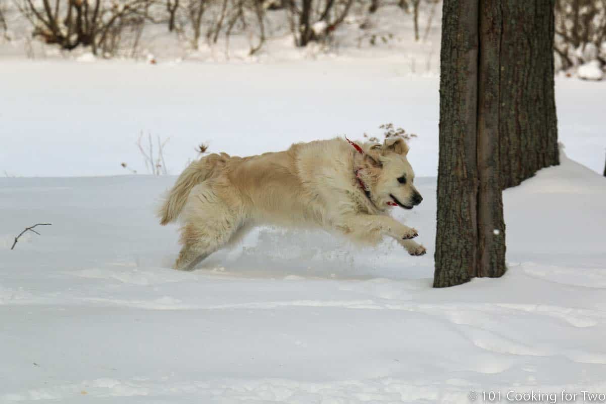 Molly running hard in snow.