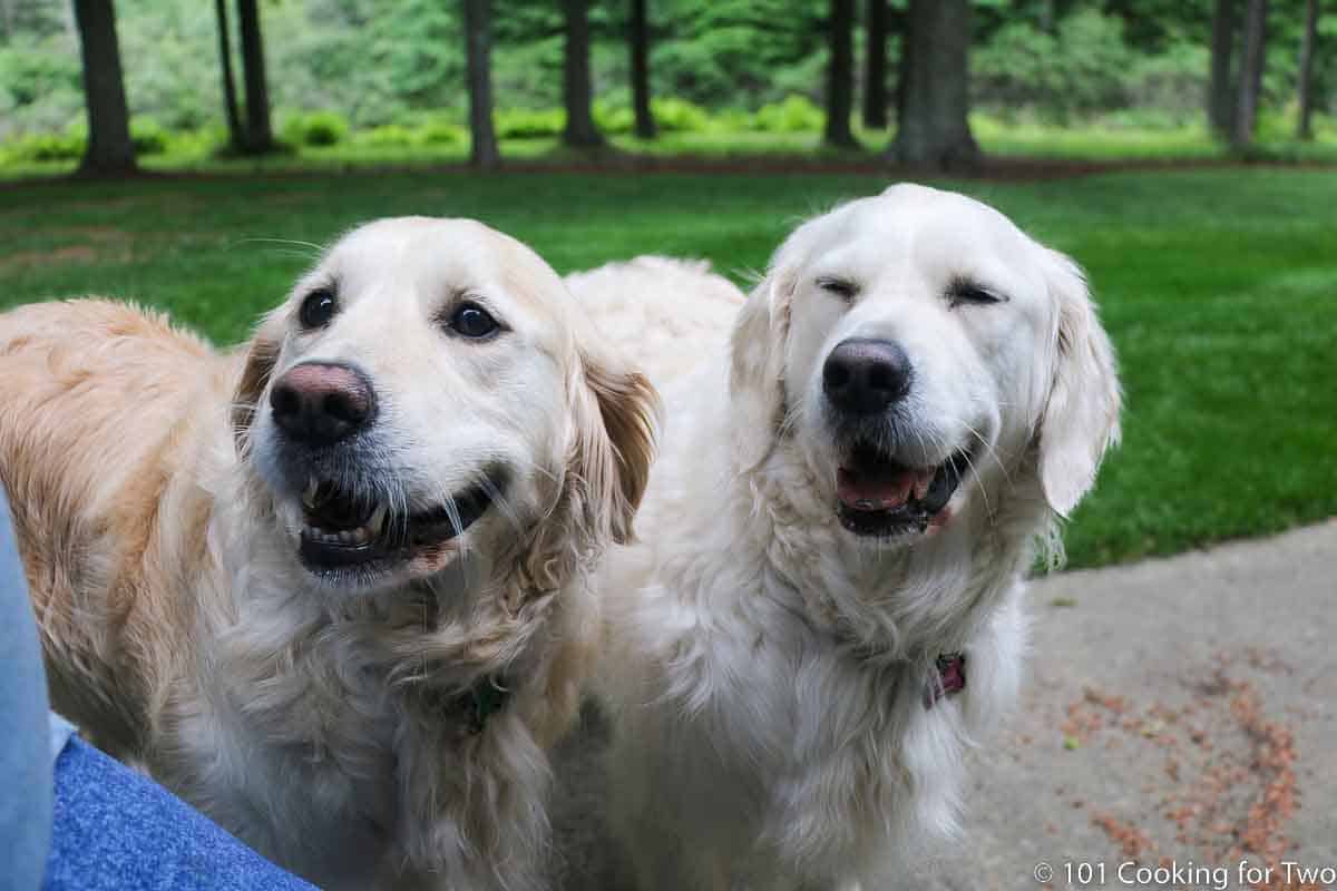 Smiling dogs in the yard.