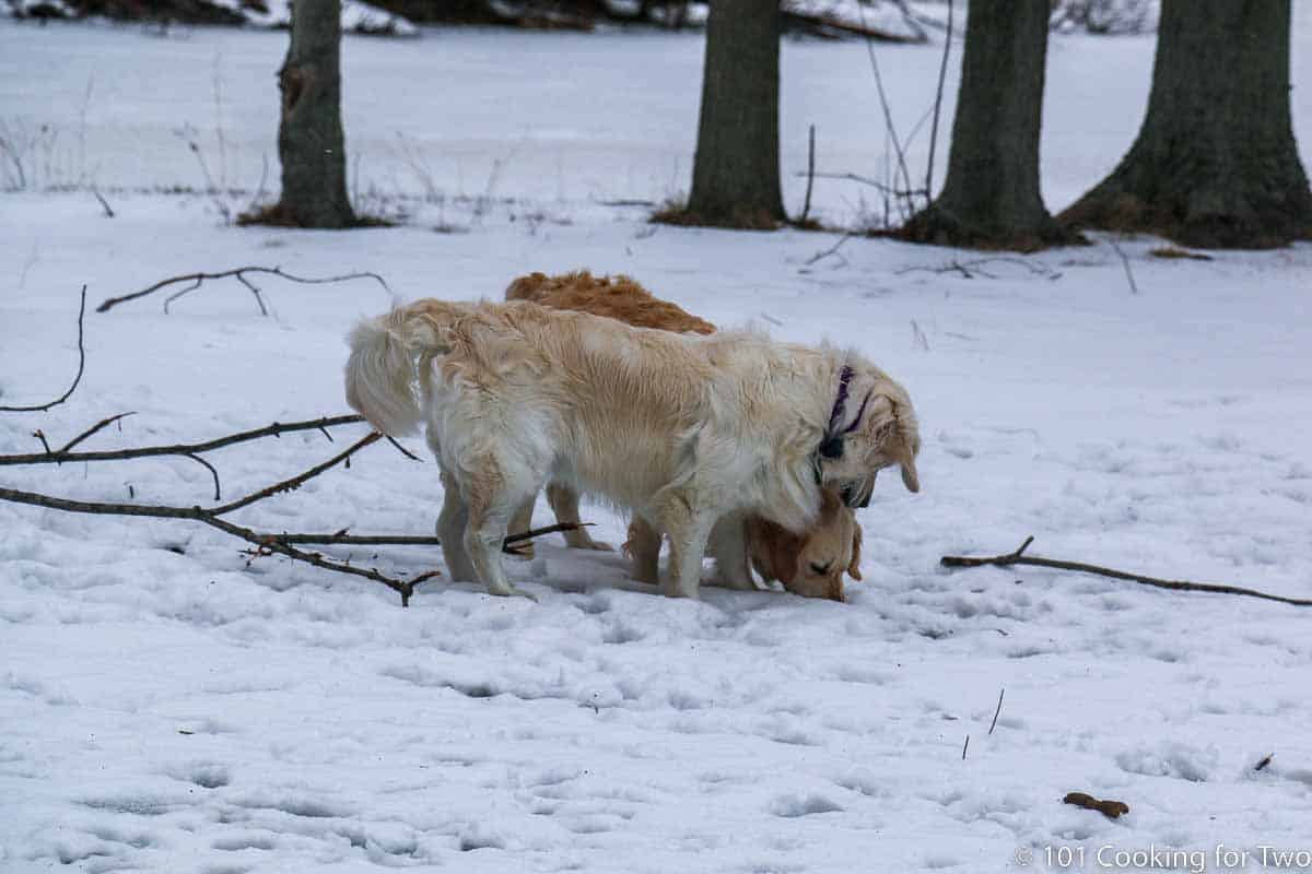 dogs in snow with sticks.