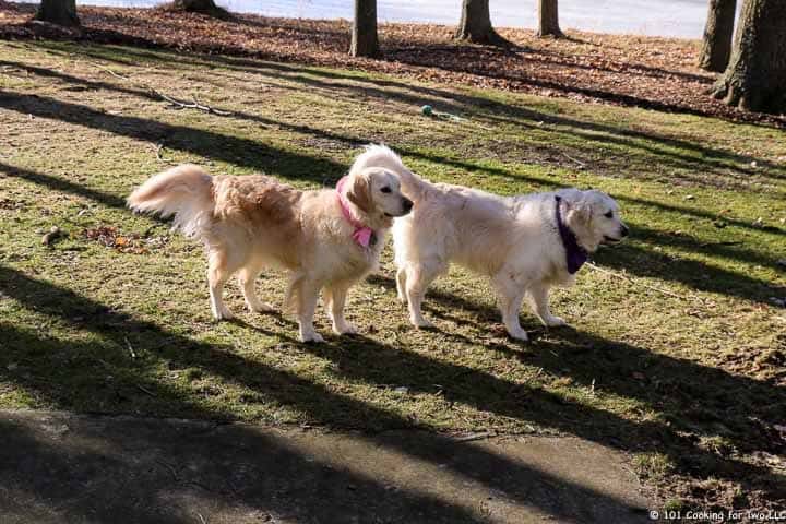 dogs in the yard on a cool fall day.