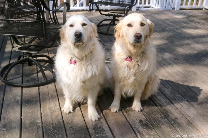 dogs on the deck.