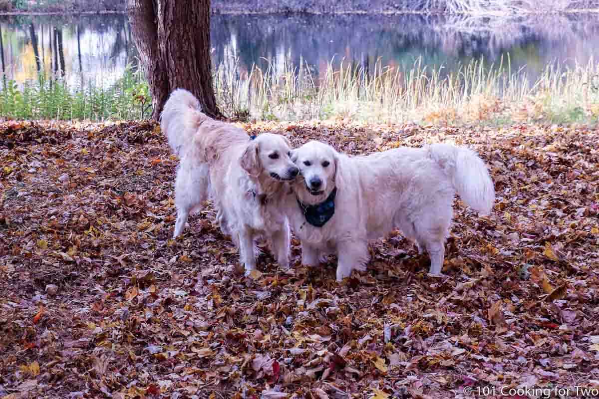 dogs playing in leaf pile.