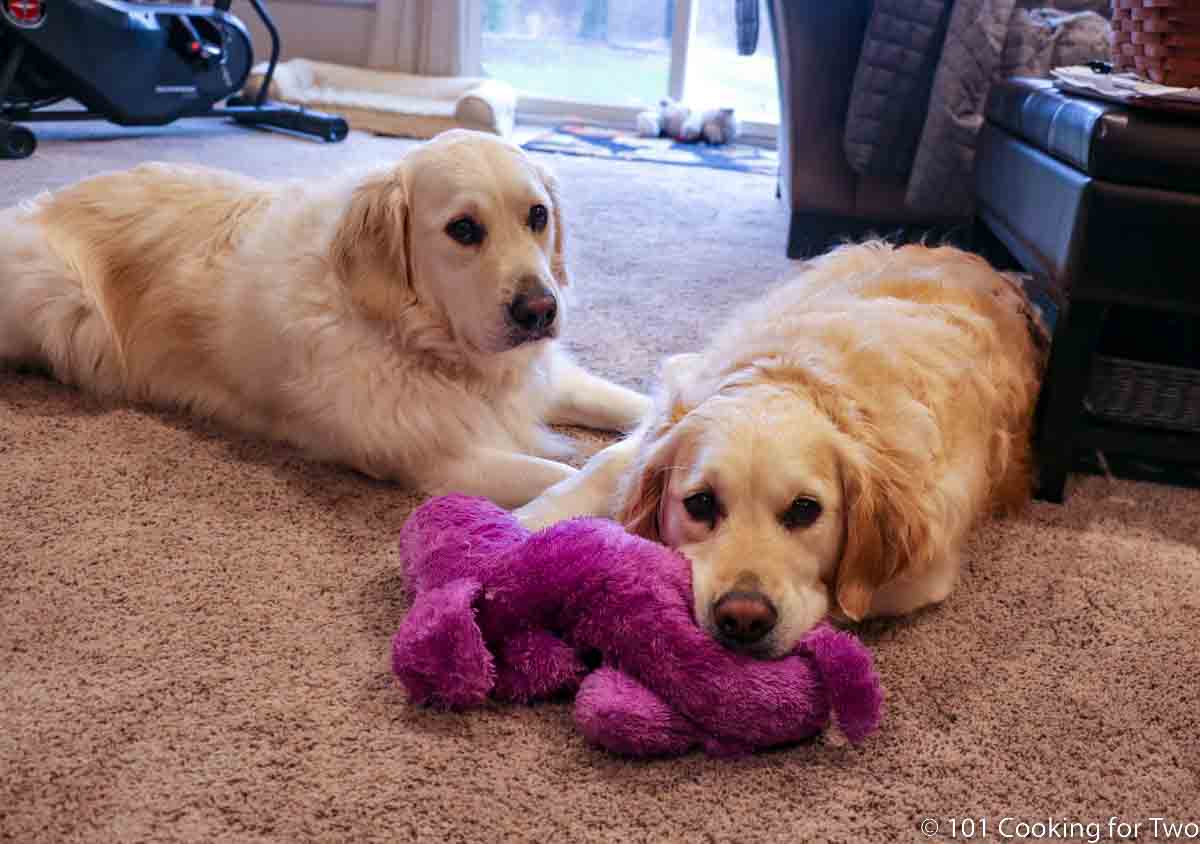 dogs with purple puppy.