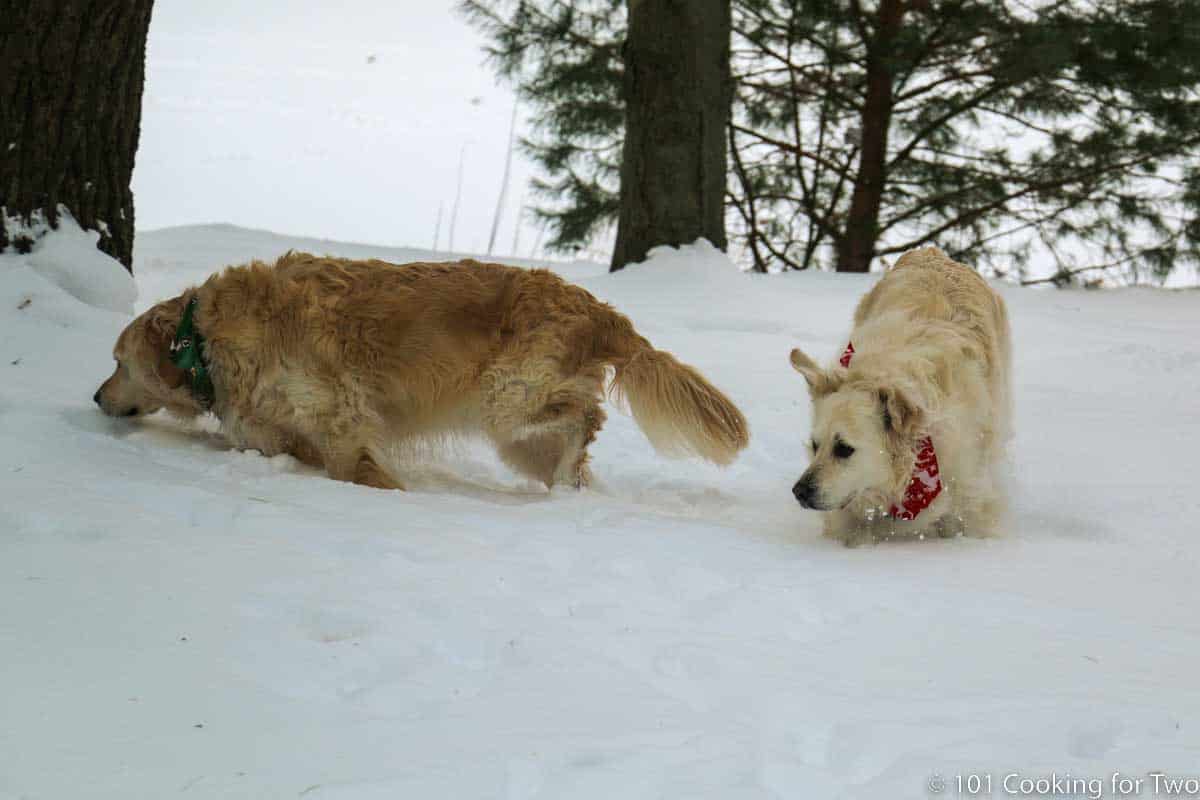 dogs wondering in snow