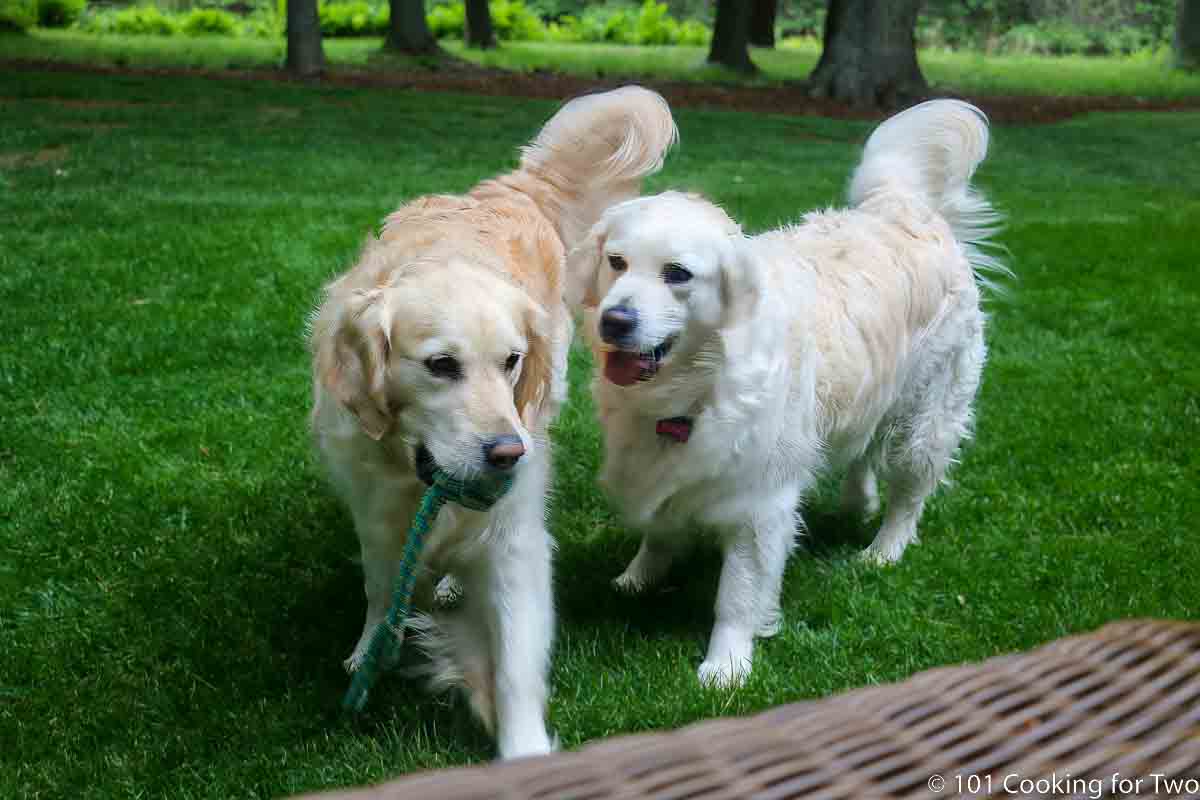 Lilly with the ball with Molly next to the patio