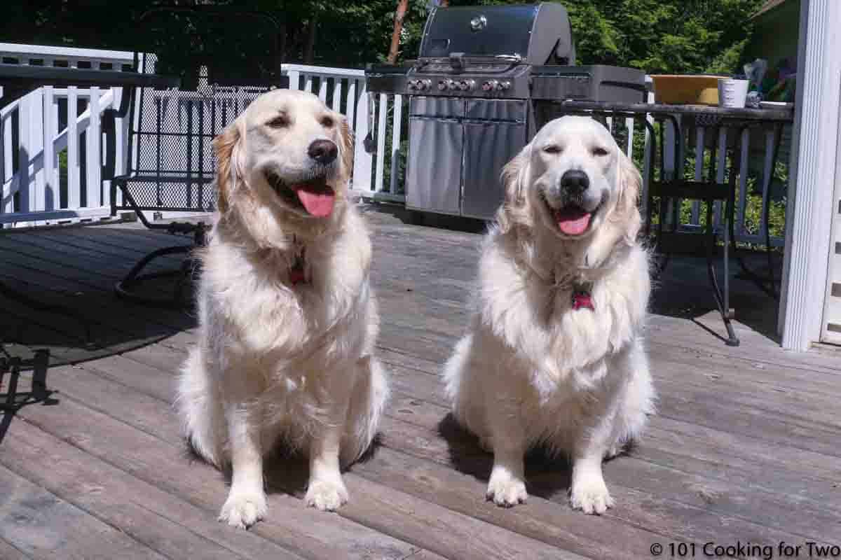 Molly and Lilly on the deck.