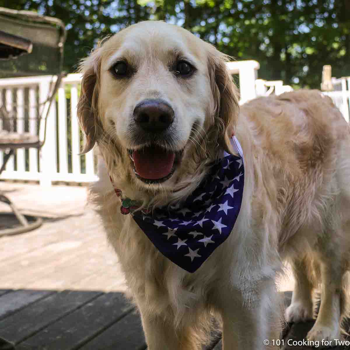 Lilly with a flag bandana on the deck.