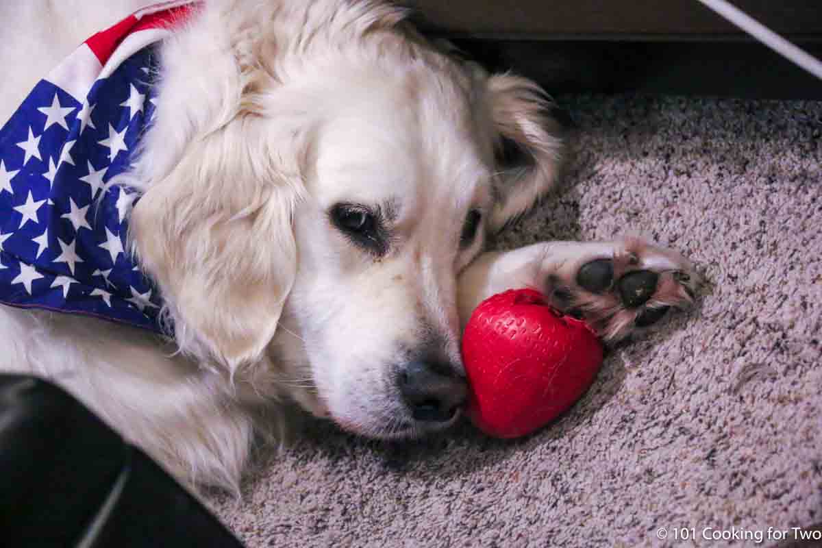 Molly in a flag bandan with strawberry.