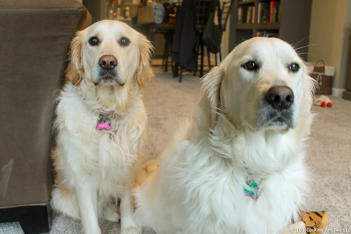 Molly and Lilly sitting nicely