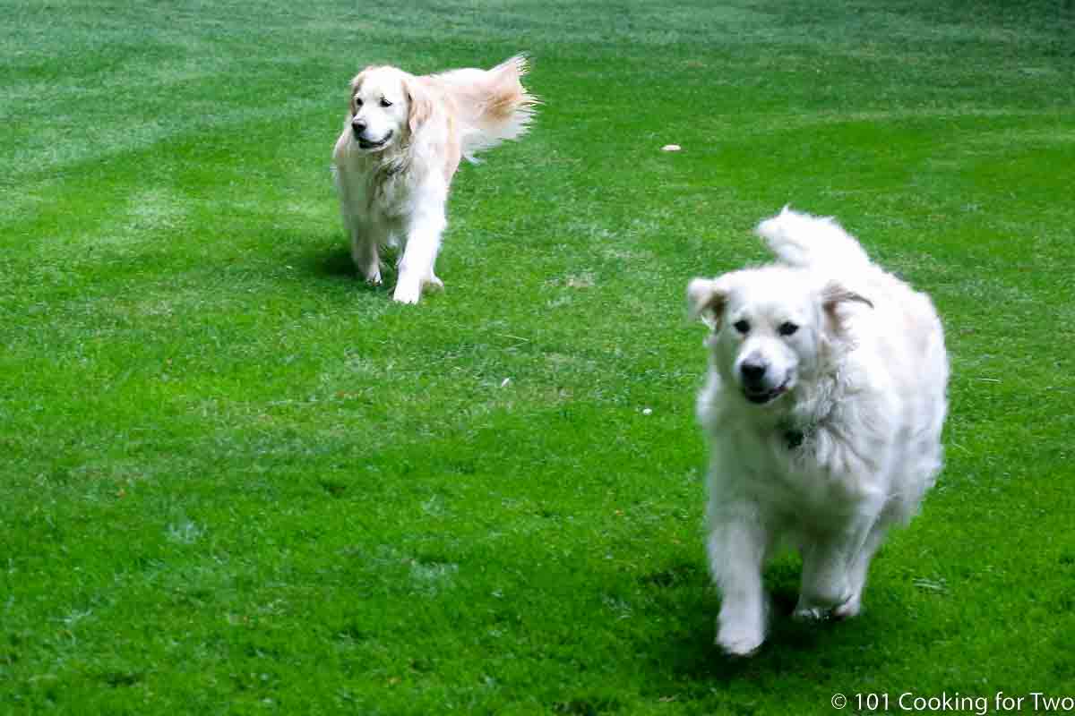 dogs running slowly in the yard