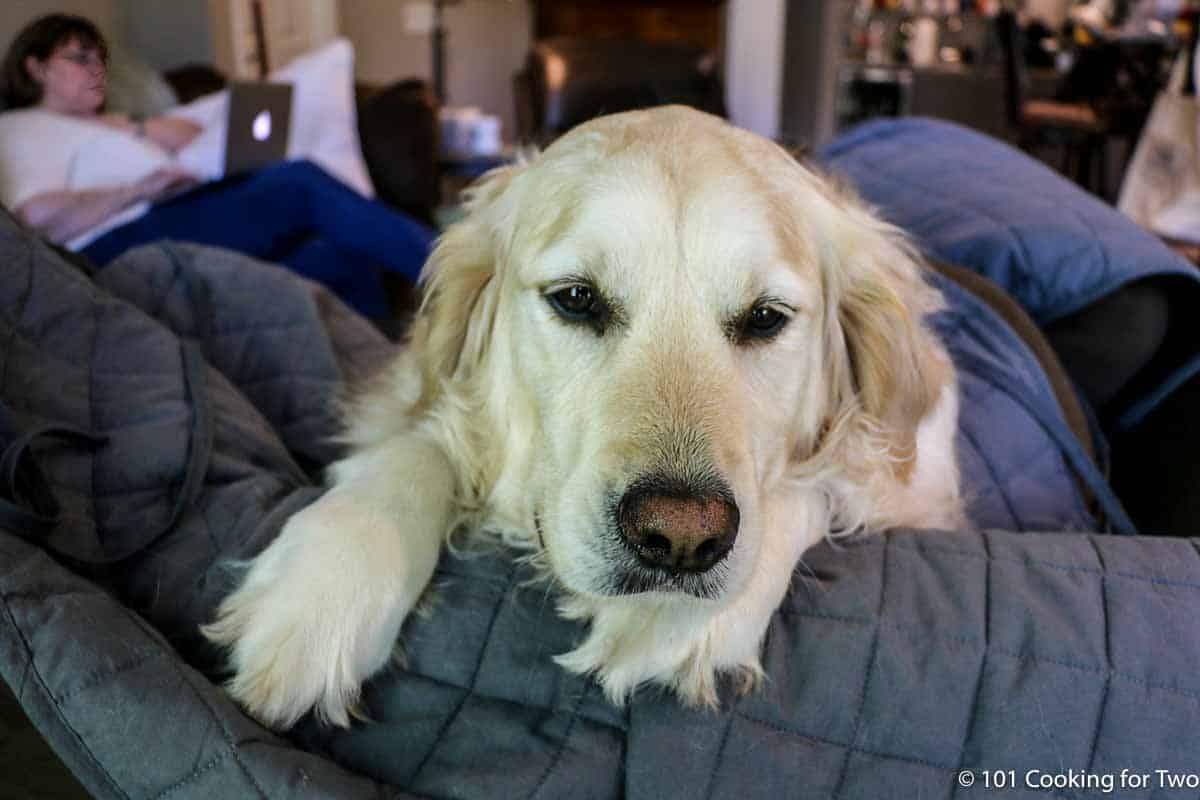 Lilly on the sofa