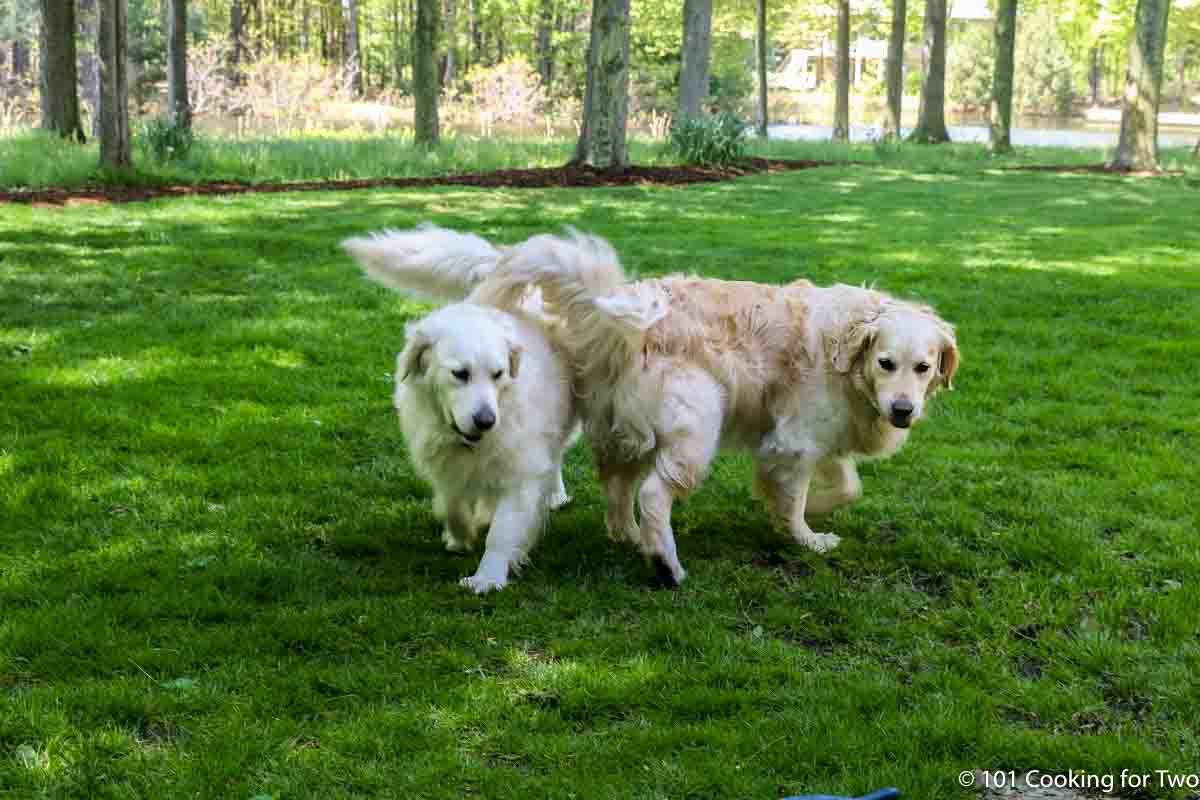 dogs in the yard