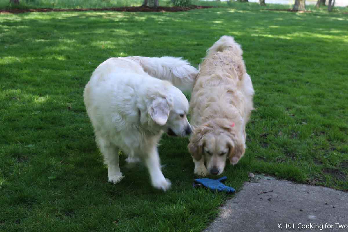 dogs with a toy.