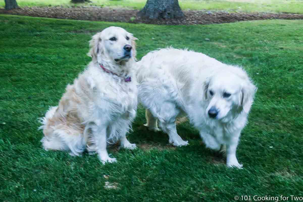 Molly and Lilly in the yard.