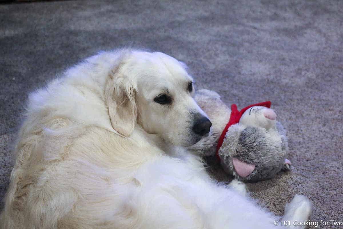 Molly with a stuffed cat.