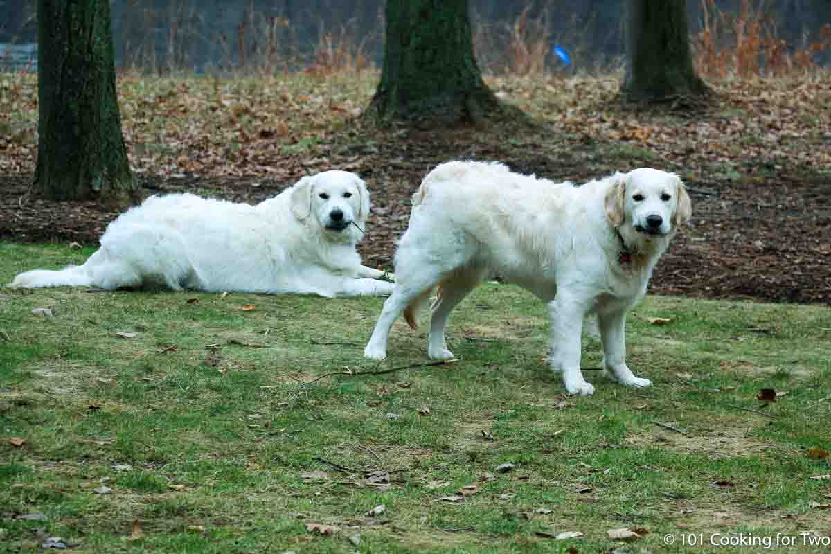 Dogs with small sticks.