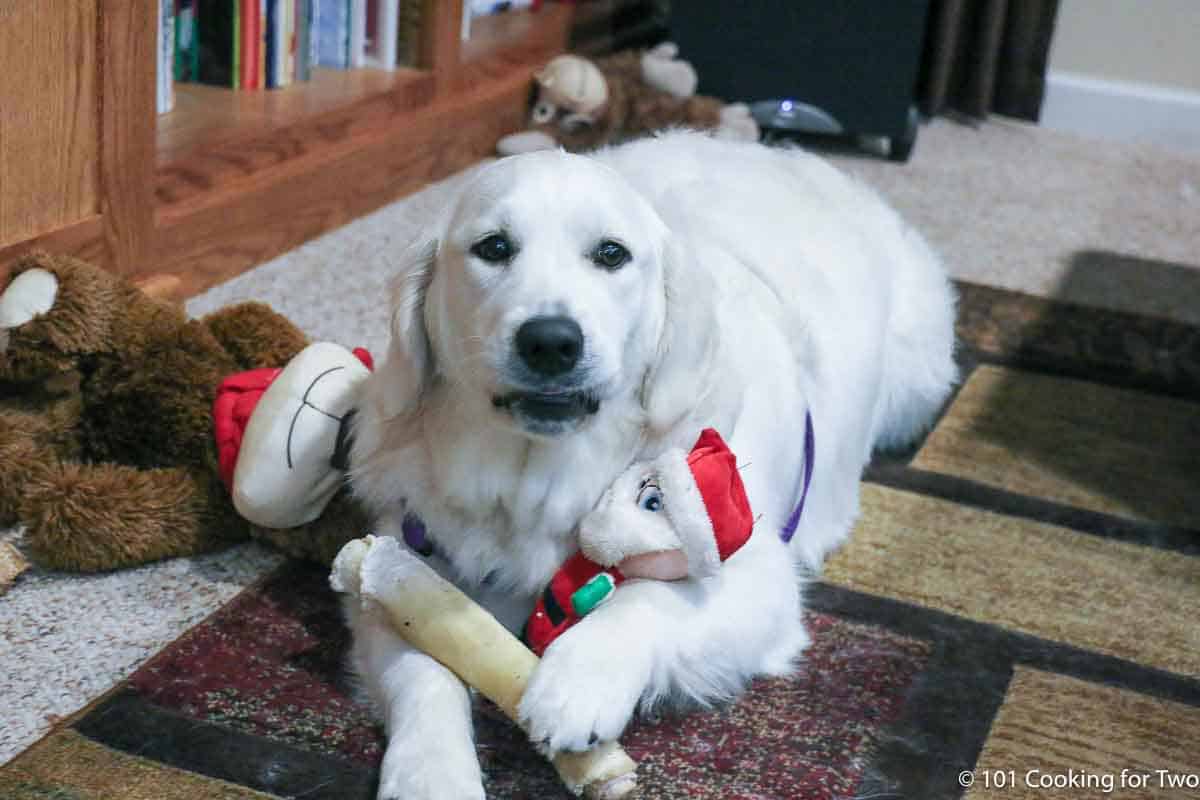 Molly with toy Santa and a rawhide.