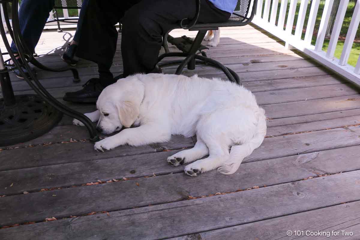 Molly dog .on the deck.