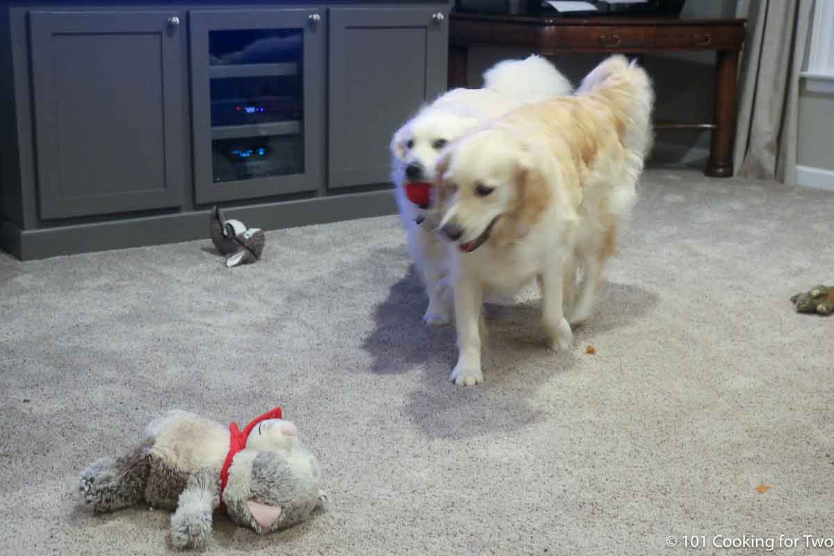 dogs looking at the stuffed cat.